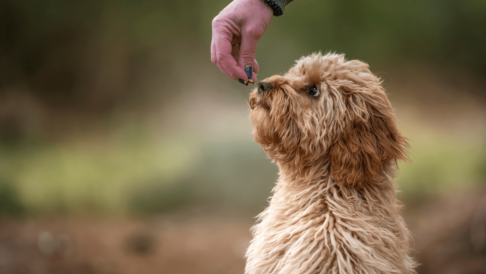 Belonen - Shop with Marley's