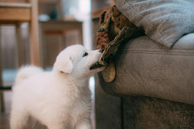 Geschikt voor puppy's - Shop with Marley's