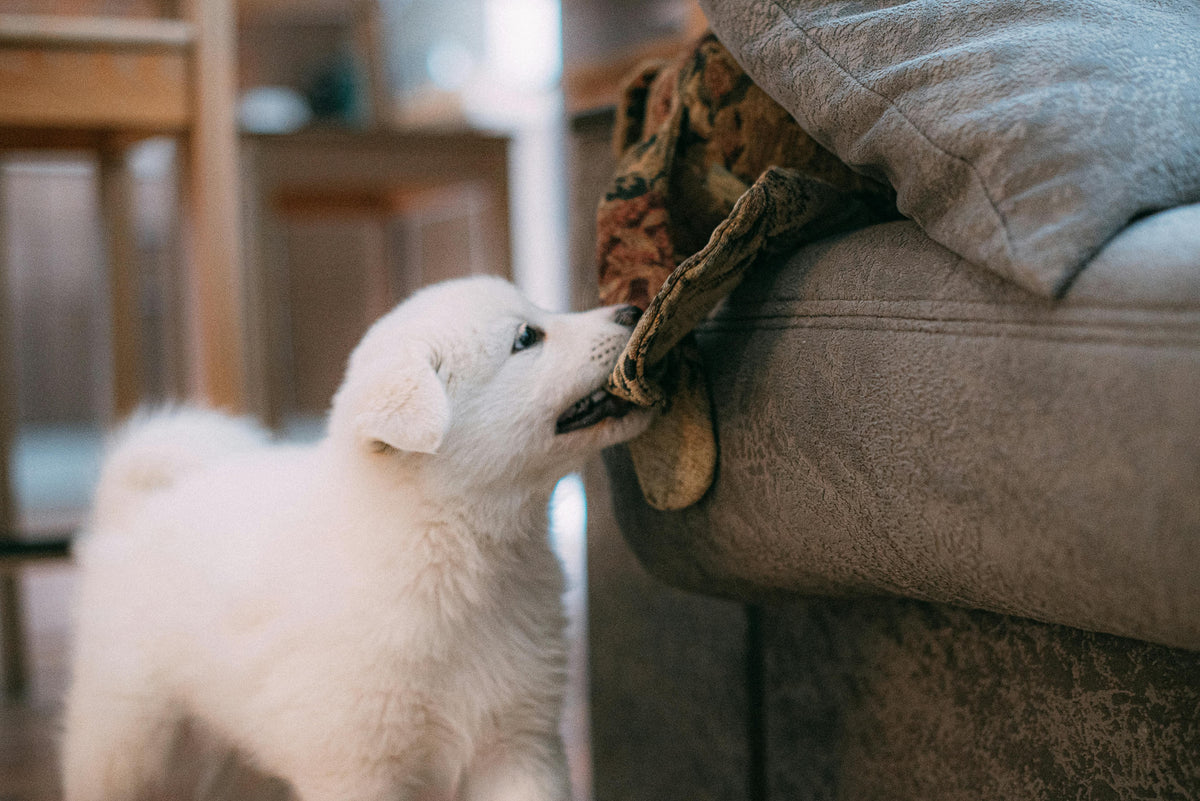Geschikt voor puppy's