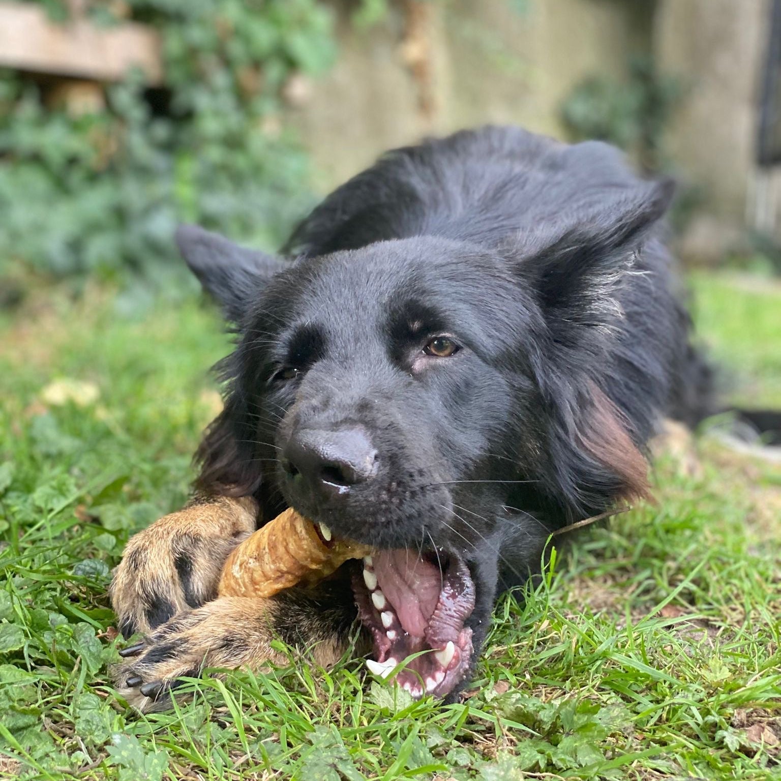 Kauwsnacks - Shop with Marley's