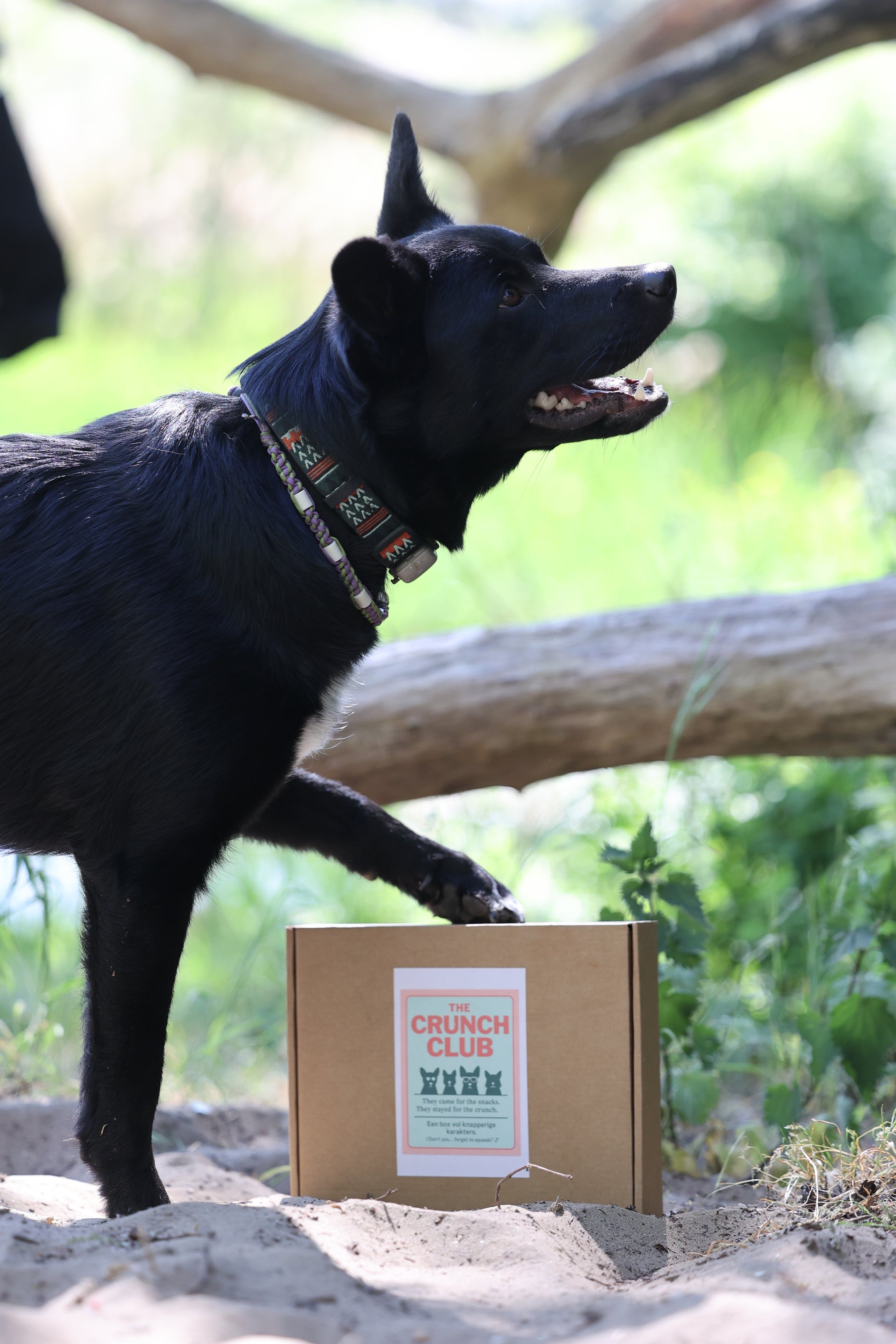 The Crunch Club – The Crunchy Trainer Snackbox!