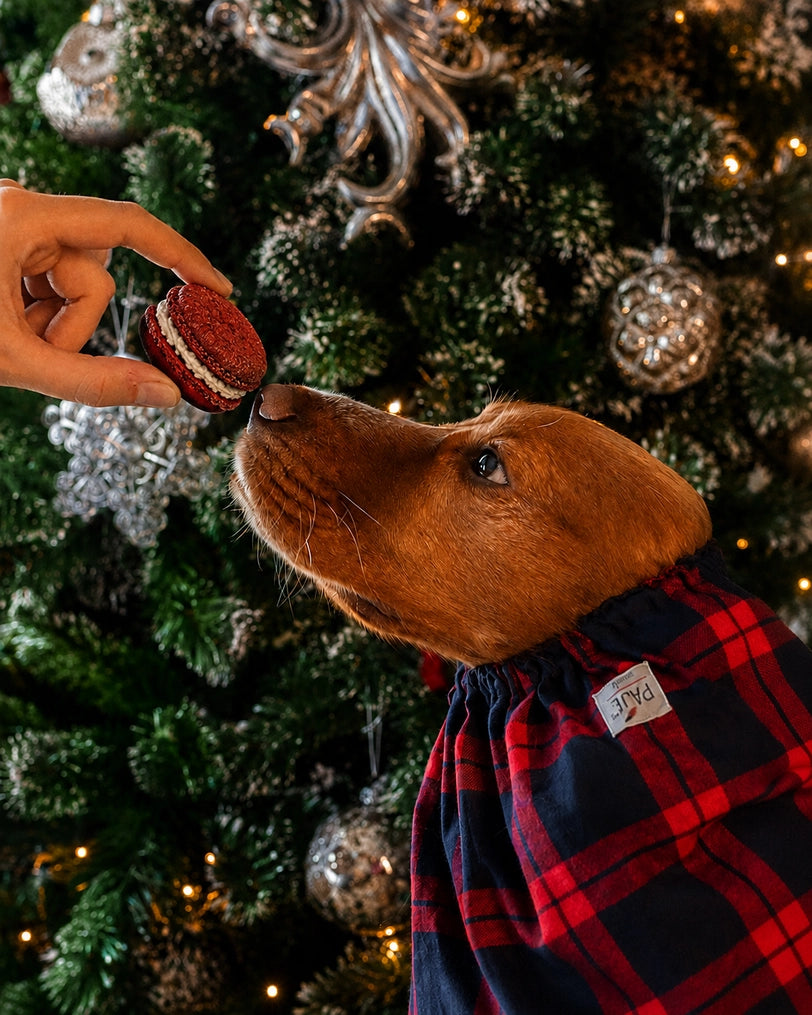 Hond krijgt een groene Cooka’s Cookies kerstmacaron bij de kerstboom