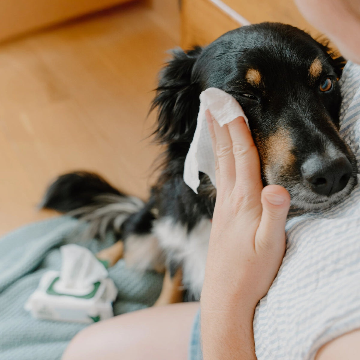 Beco Eye cleaning wipes - speciaal ontworpen voor schoonmaken traanstrepen en oogvuil honden - 70 doekjes