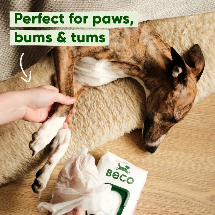 Beco dog wipes - voor modderige pootjes, buikjes en billen - geurloos - 80 doekjes