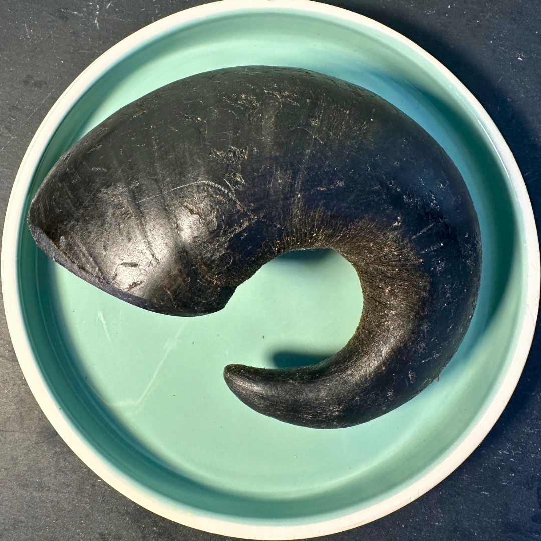 Shop with Marley's Buffalo Horn