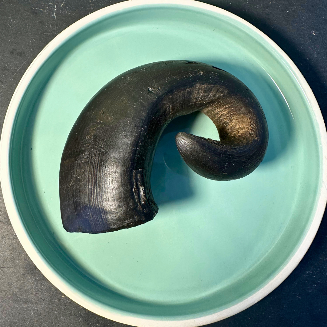 Shop with Marley's Buffalo Horn