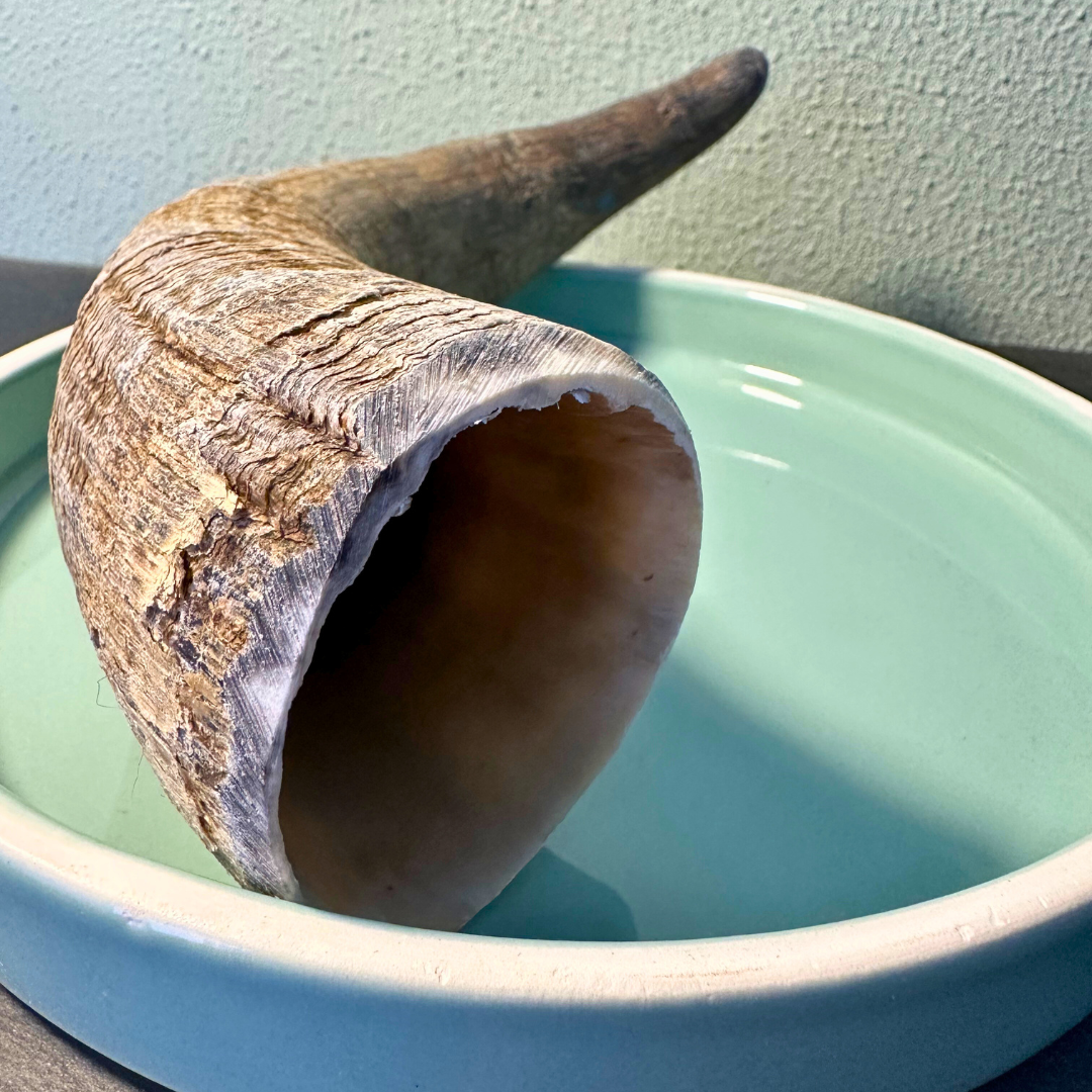 Shop with Marley's Cattle Horn
