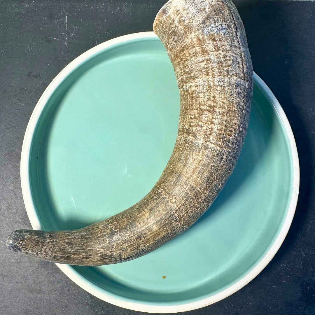 Shop with Marley's Cattle Horn