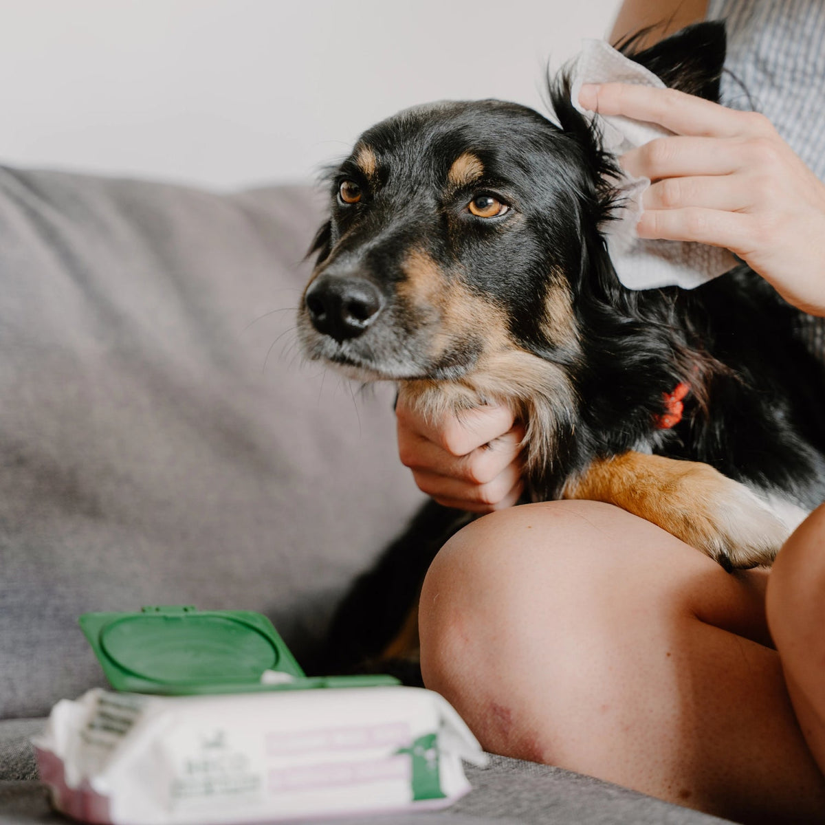 Beco Ear Cleaner cleaning wipes - speciaal ontworpen voor schoonmaken oren honden   - 70 doekjes