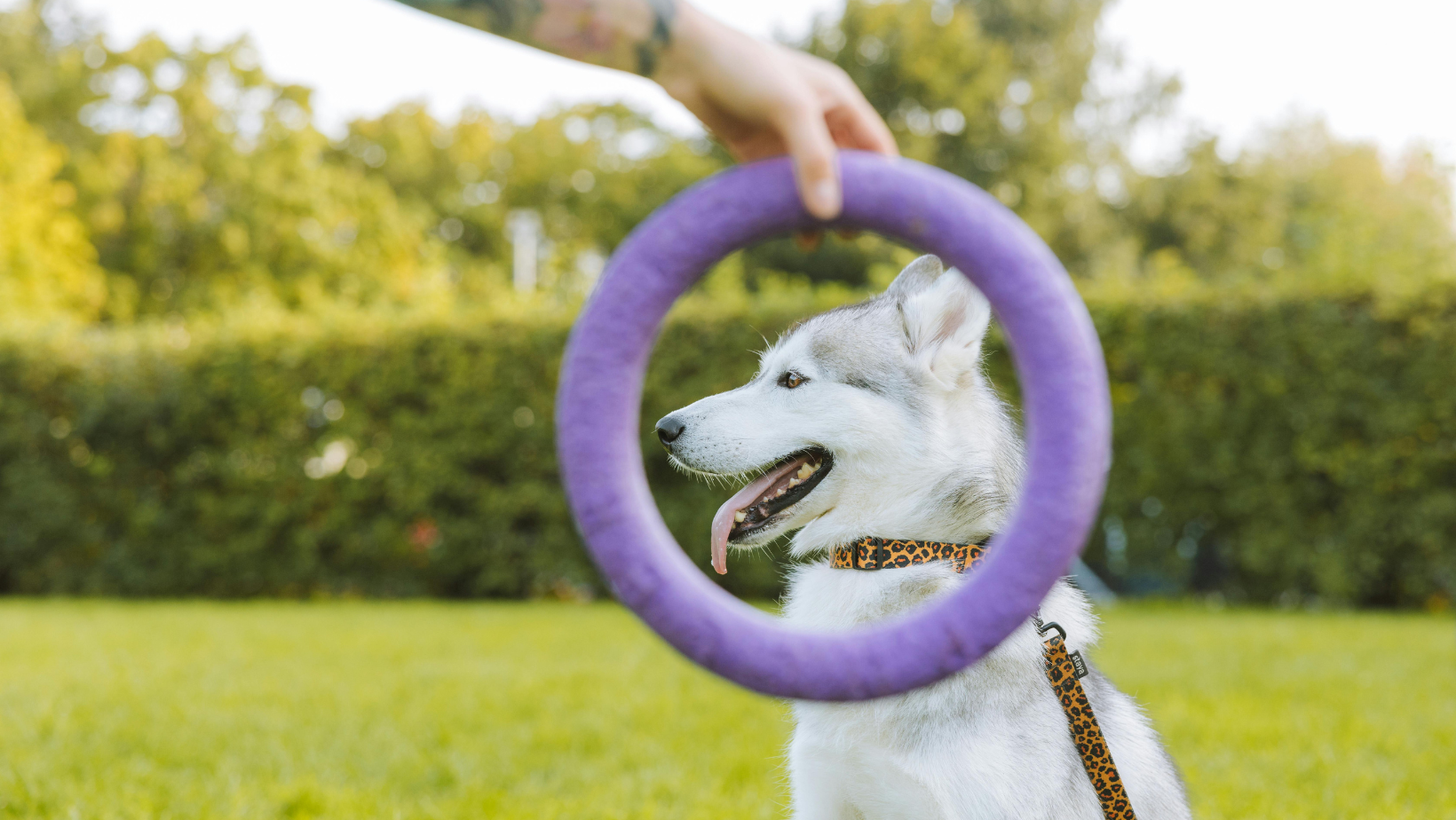 Hond speelt met PULLER trainingsring buiten shop with Marley's