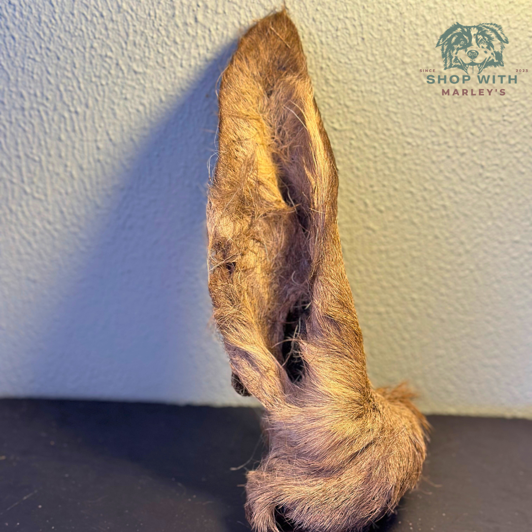 Shop with Marley's Deer Ear with Hair (per piece)