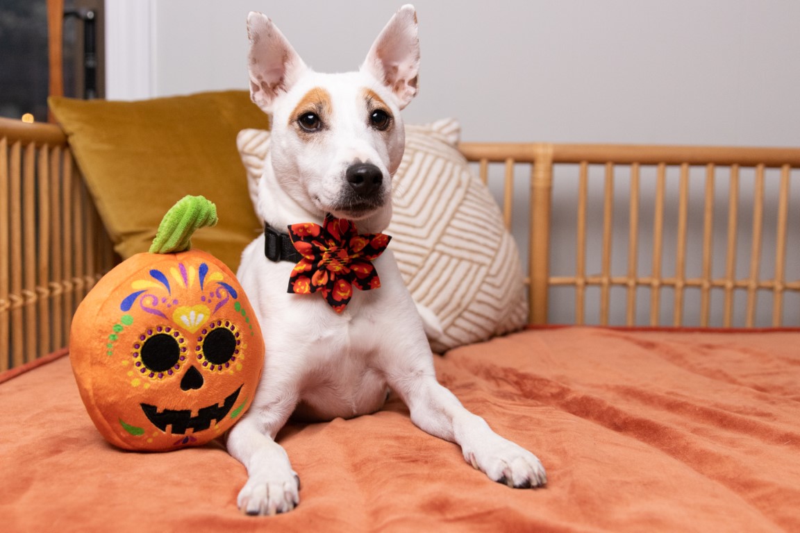 Lulubelles Power Plush Sugar Skull Pumpkin