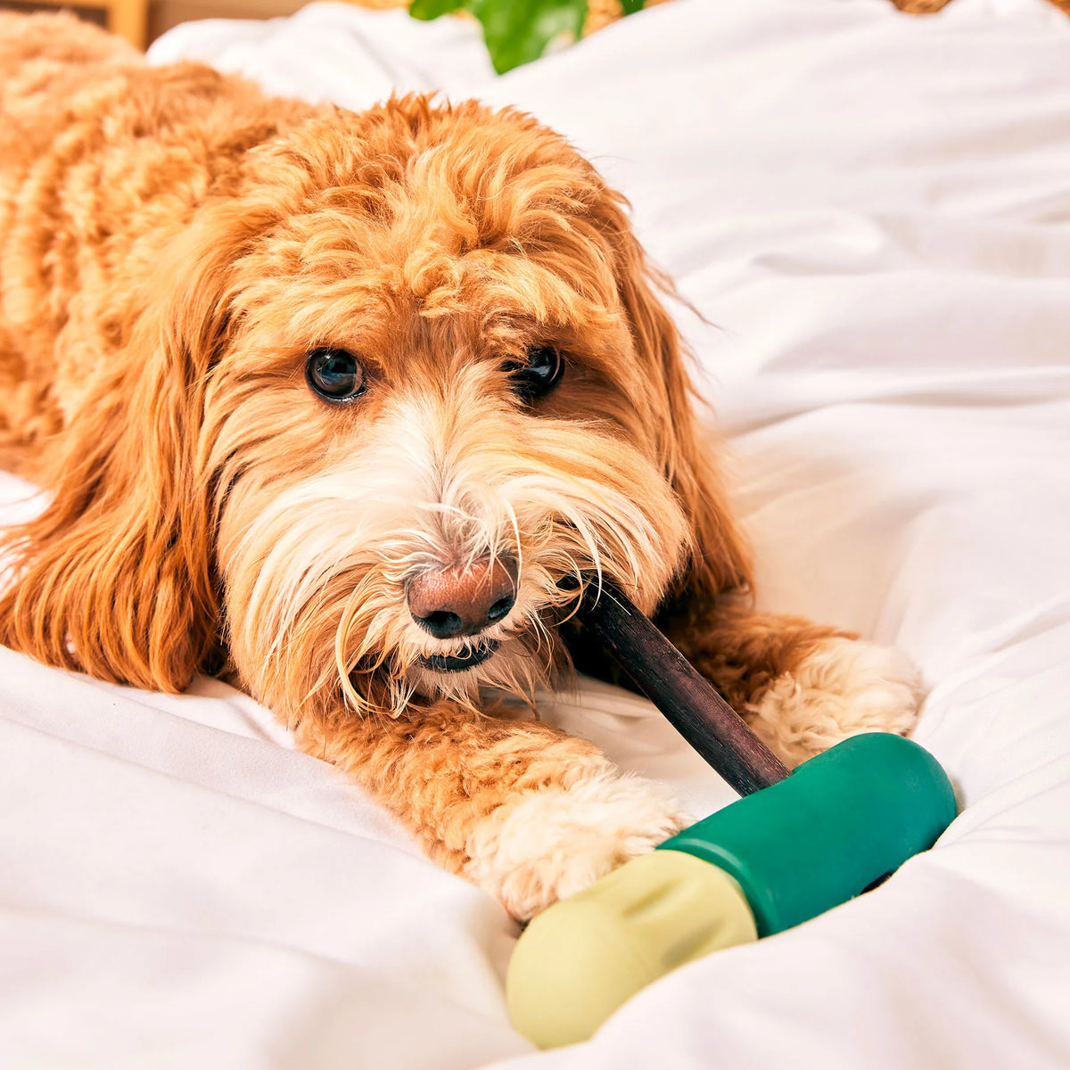 Woof - BullySafe - houder voor kauwsnacks