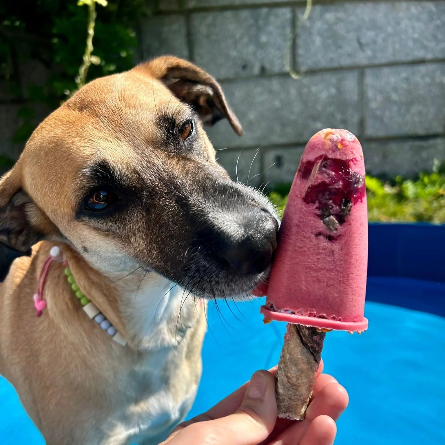 Cooka's Cookies - Ice cream mix - Zelf hondenijsjes maken - Kip, aardbei & kokos - Shop with Marley's