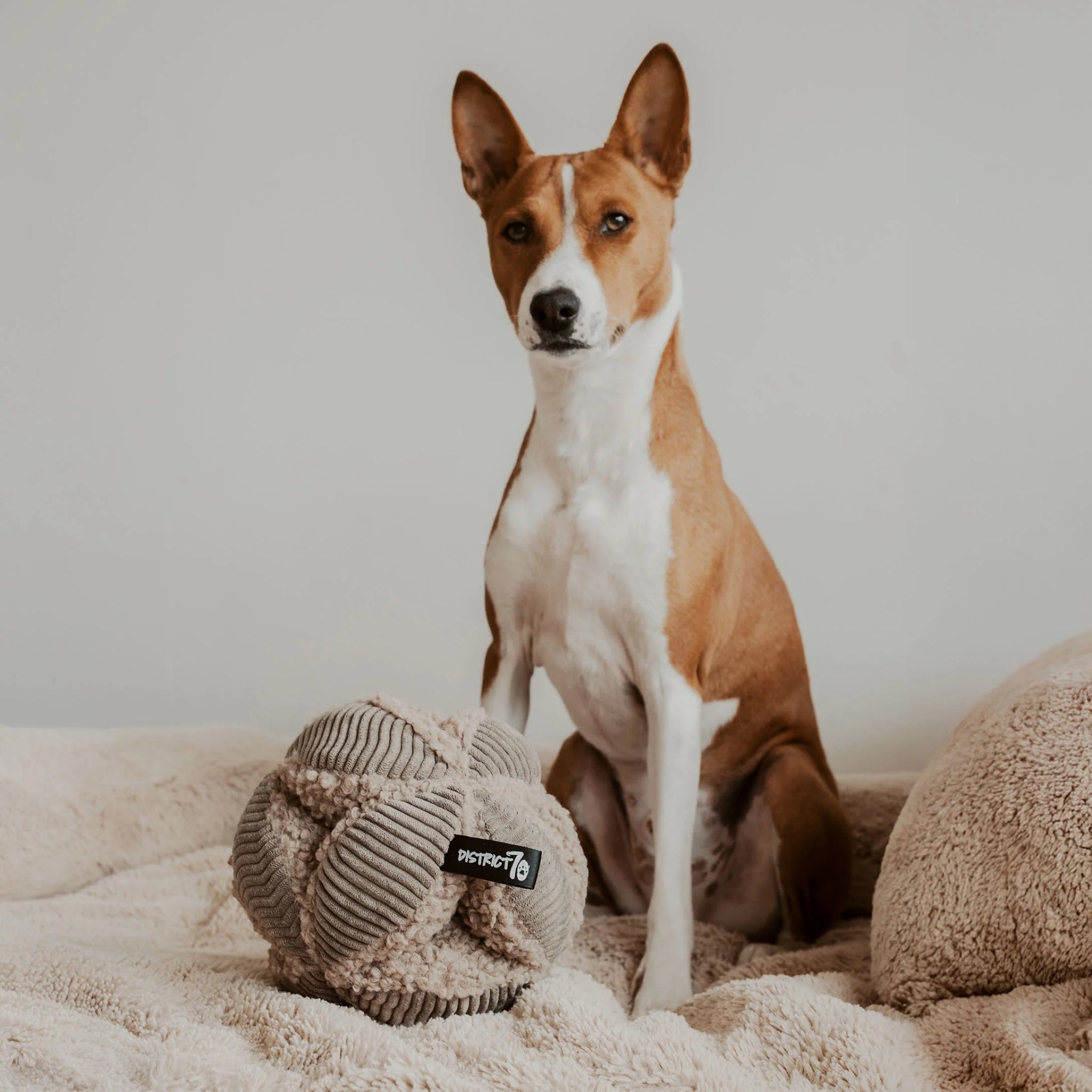 District70 - BOBBY - snuffelbal - Shop with Marley's