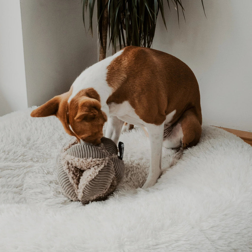 District70 - BOBBY - snuffelbal - Shop with Marley's