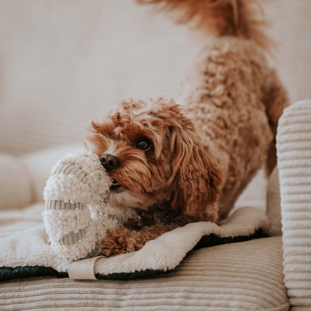 District70 - DAISY - snuffelspeeltje - Shop with Marley's