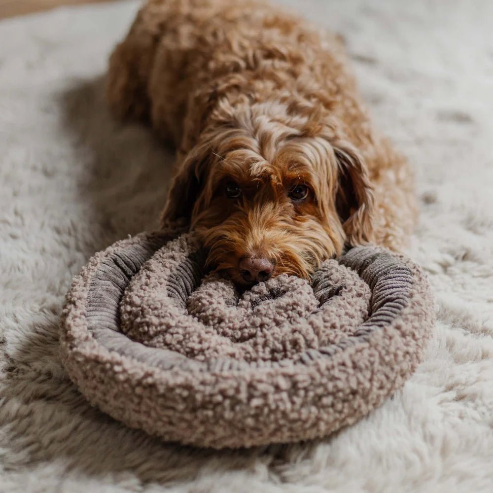 District70 - SWIRL - snuffelspeeltje - Shop with Marley's