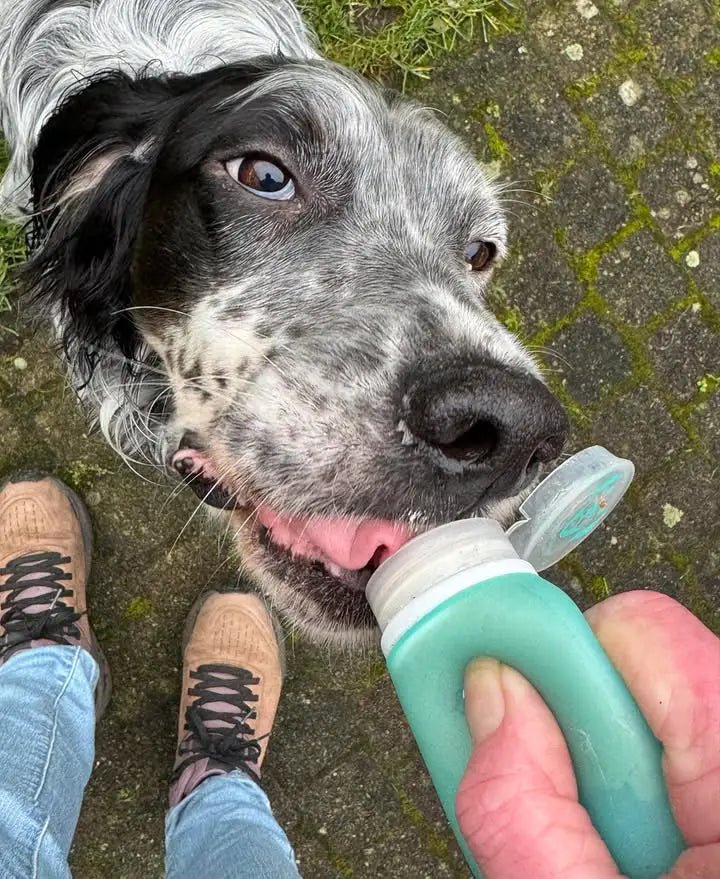 Doggyroller Doggytube — hervulbare beloningstube voor honden - Shop with Marley's
