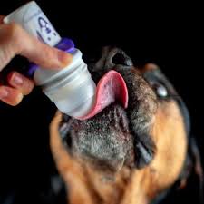 Hond likt van een Doggyroller — vloeibare beloning tijdens hondentraining