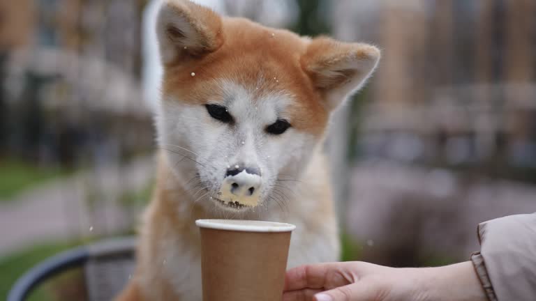 Hond met melkneus na het drinken van geitenmelk – romige en zachte melk voor honden