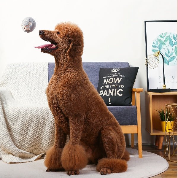 Hugsmart Zoo Ball – Sheep - Shop with Marley's