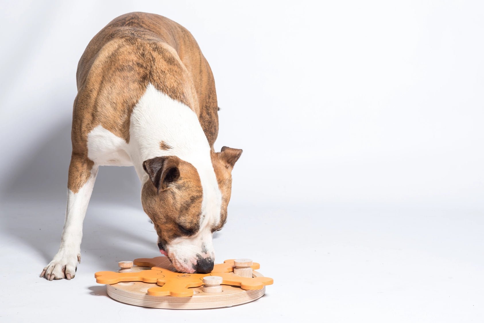 My Intelligent Pets Carousel of Bones - Shop with Marley's