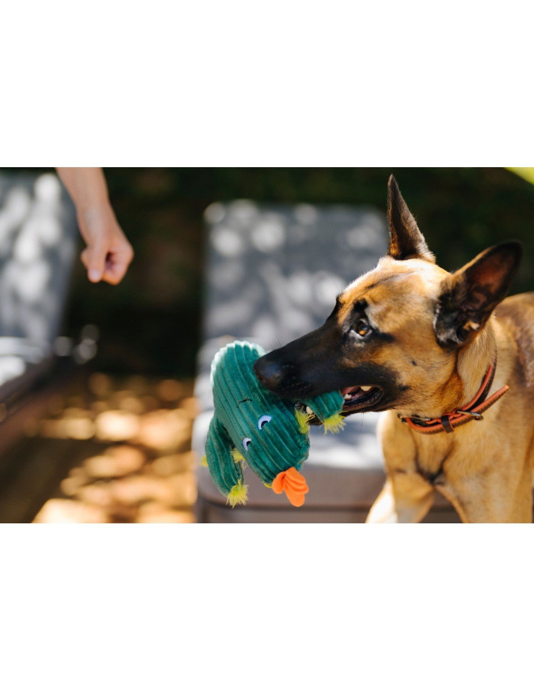 P.L.A.Y Blooming Buddies Prickly pup Cactus - Shop with Marley's