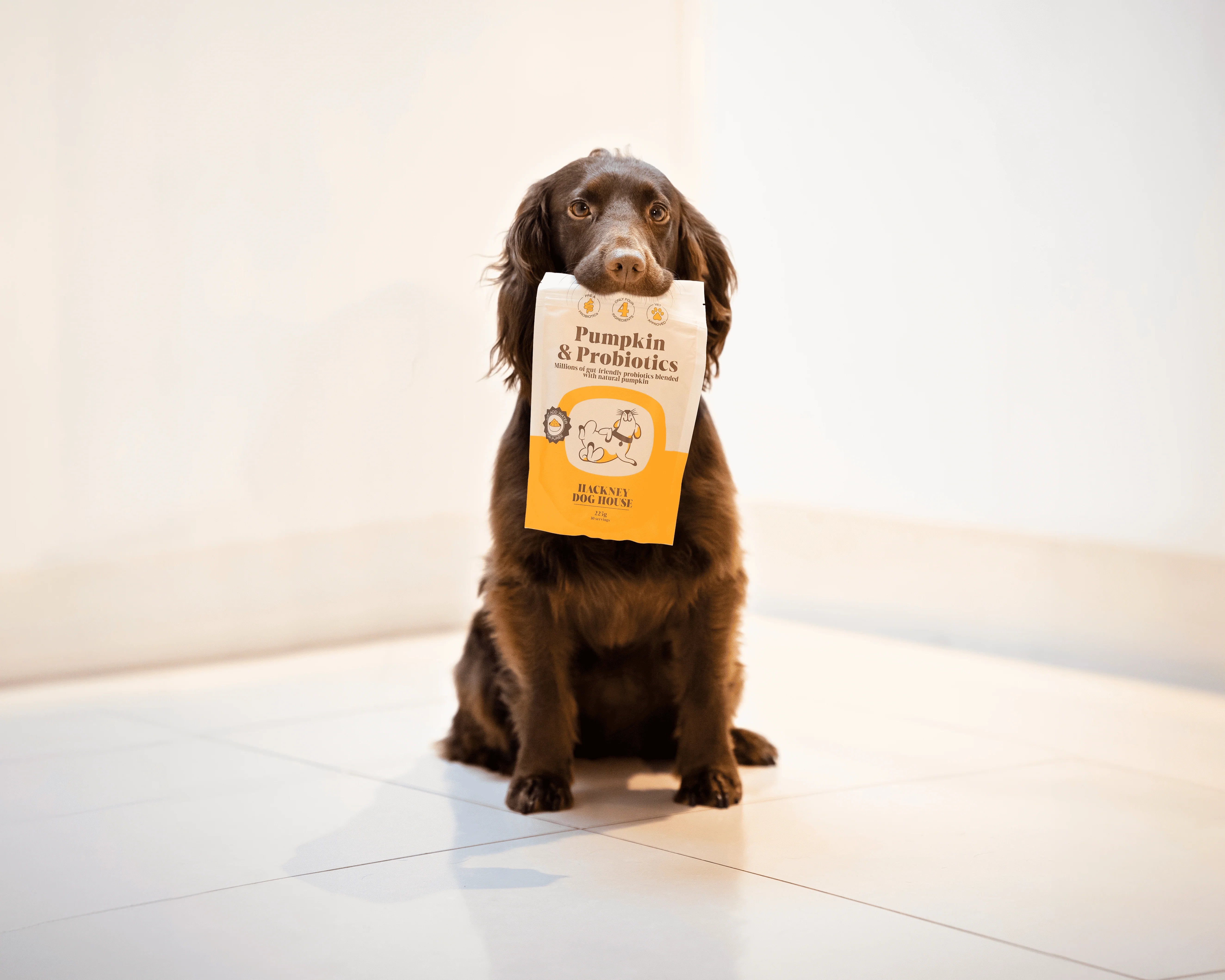 Hond met Pumpkin & Probiotics van Hackney Dog House – probiotica voor honden ter ondersteuning van de spijsvertering en darmbalans
