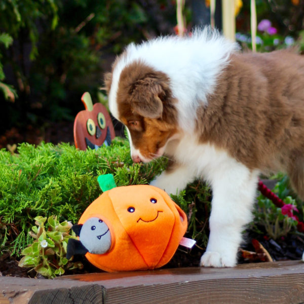 Zippypaws Halloween Burrow Pumpkin with Bats