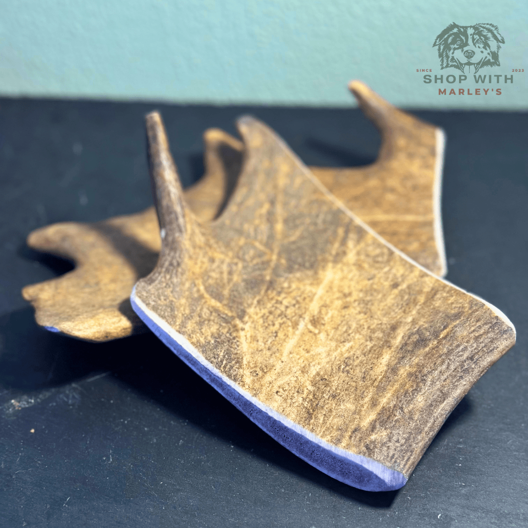 Shop with Marley's Damherten Gewei - Shop with Marley's