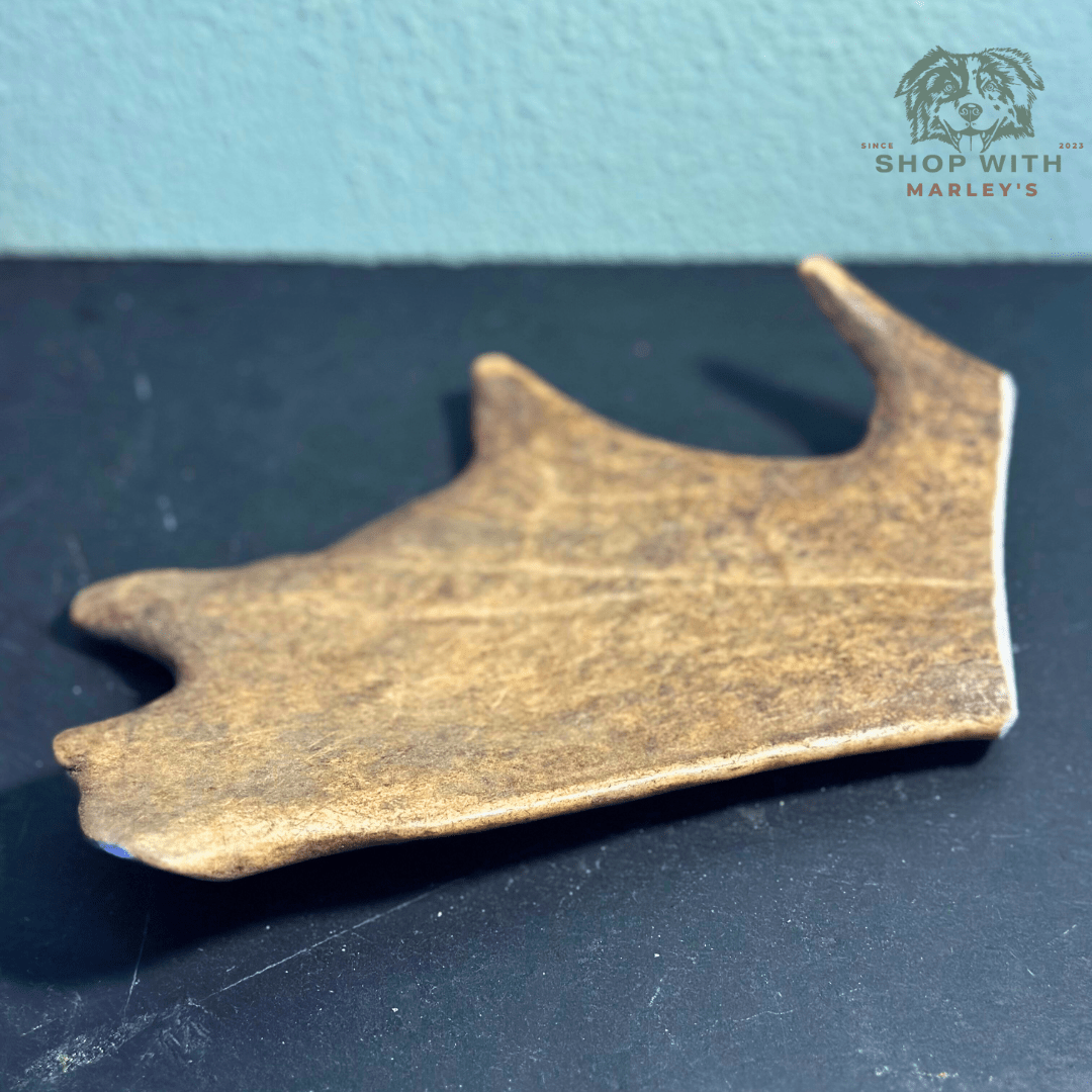 Shop with Marley's Damherten Gewei - Shop with Marley's