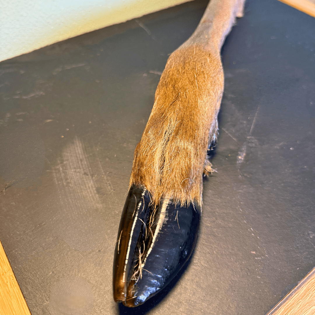 Shop with Marley's Hertenonderbeen (per stuk) - Shop with Marley's