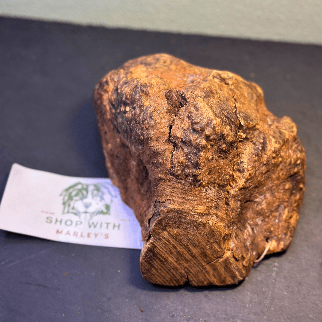 Shop with Marley's Kauwwortel Olijfboom - Shop with Marley's