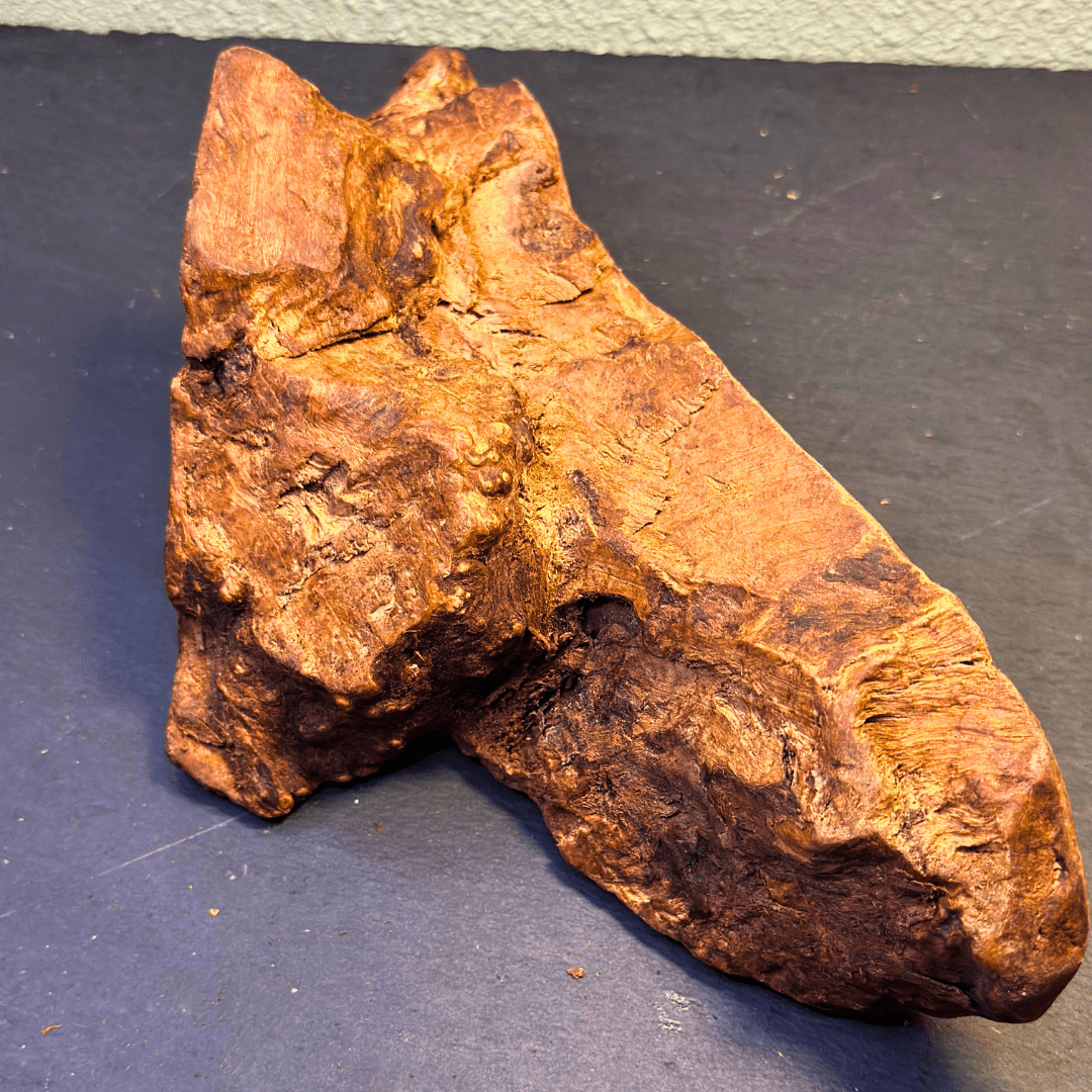 Shop with Marley's Kauwwortel Olijfboom - Shop with Marley's