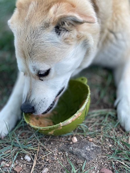 Sodapup Garden of Eating Tipsy Bowl Green - Shop with Marley's