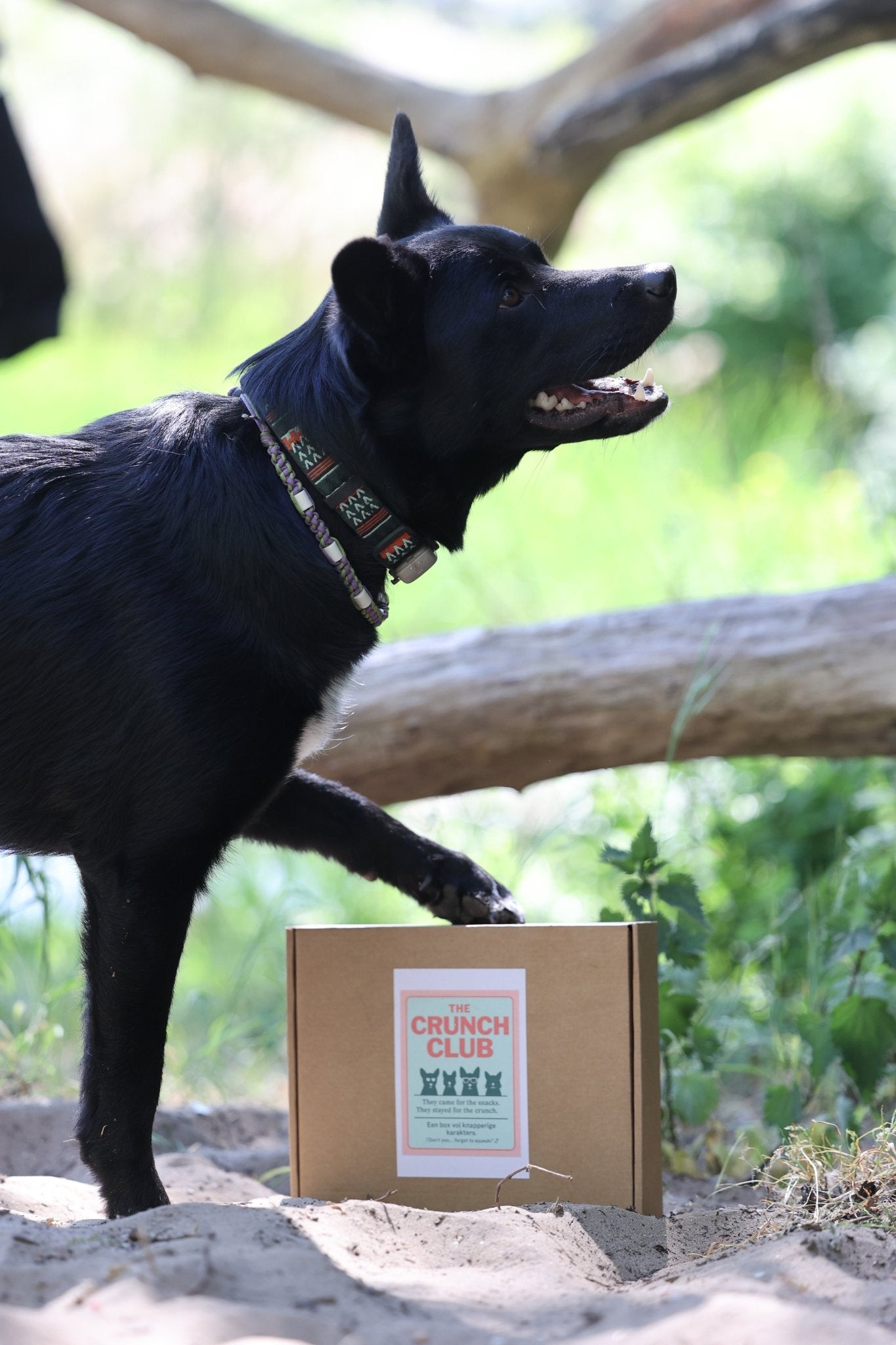 The Crunch Club – De krokante trainer Snackbox! - Shop with Marley's