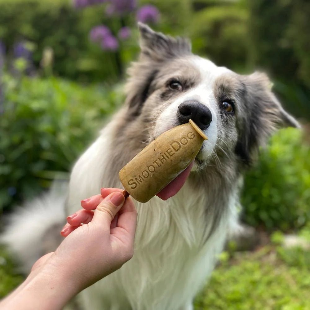 The Slurp Fiction box – 6 flesjes smoothiedog voor honden - Moro, Lam, Sensitivo, Immunio, Drinkpauze, Fruit - Shop with Marley's