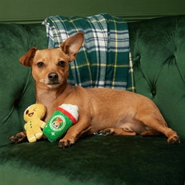 Kleine bruine hond op een groene bank met de BARK Ginger Boy Brew kerstlatte en het pluche peperkoekmannetje