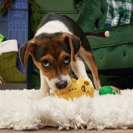 Hond speelt op een wit kleed met het BARK Ginger Boy Brew peperkoekmannetje, met de kerstlatte ernaast