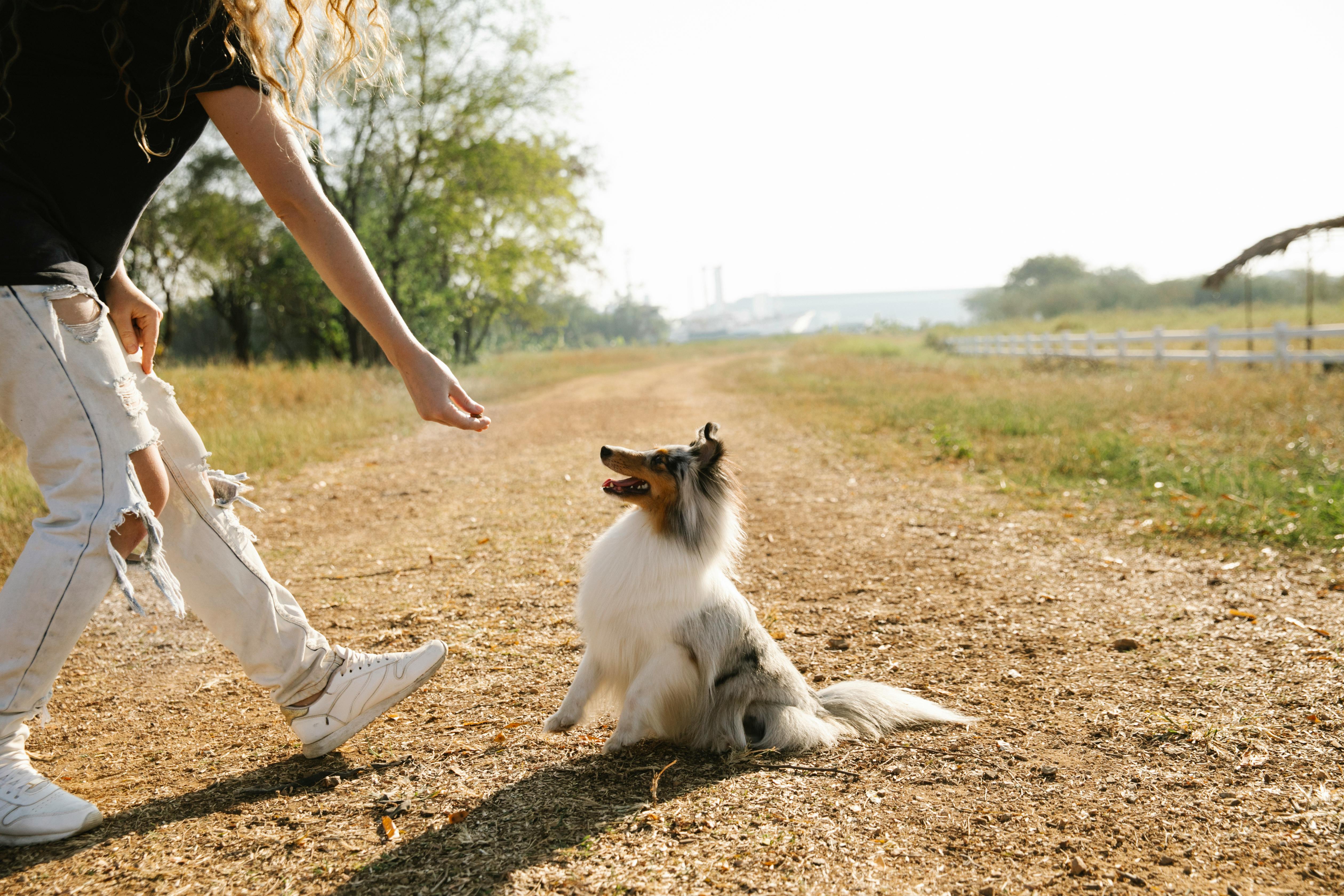 persoon traint hond aan lijn op landweg shop with marley's