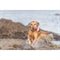 Trixie waterspeeltje boei - Shop with Marley's