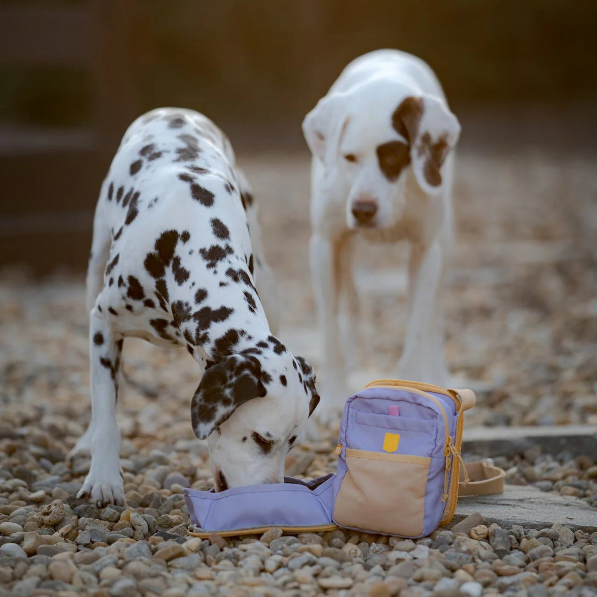 Woolly Wolf - Hydration Shoulder Bag – Lila - beloningstasje met ruimte voor een waterfles en afritsbare waterbak - Shop with Marley's