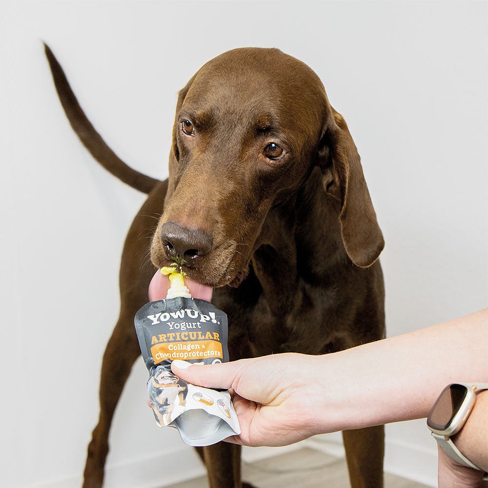 YowUp! Yogurt Dogs Chicken Articular - Shop with Marley's